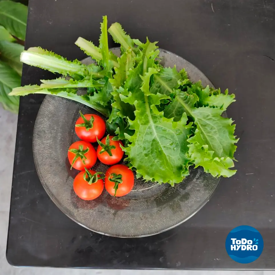 Comida saludable de origen hidropónica