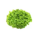 Lechuga Cuatro Estaciones