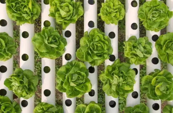 Curso completo de hidroponia